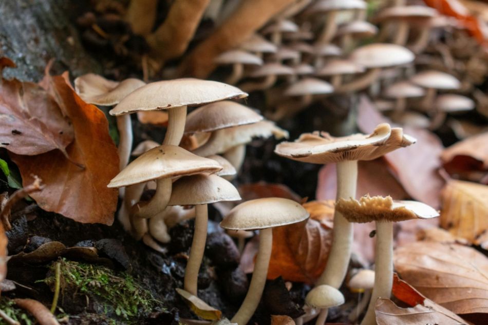 Saprophytic mushrooms: the forest cleaners